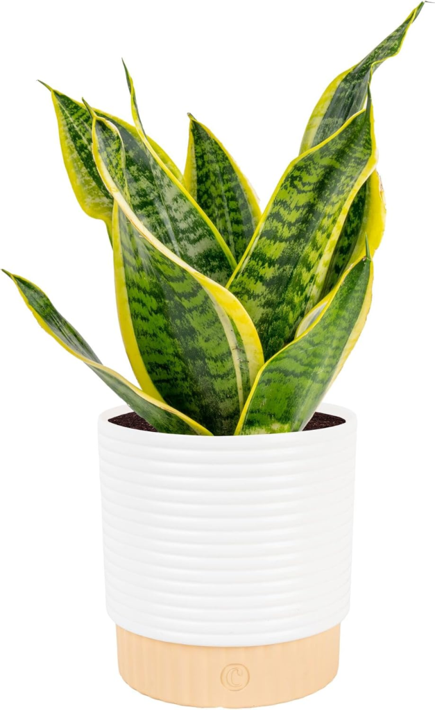 Best Indoor Plants for Air Quality